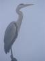 Grey Heron In Mist, Keoladeo Ghana Np, Bharatpur, Rajasthan, India by Jean-Pierre Zwaenepoel Limited Edition Print