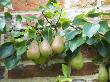 Pear Variety 'Vicar Of Winkfield' Ripening Fruit Growing In Walled Garden, England, Uk by Gary Smith Limited Edition Print