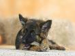 Domestic Dog, German Shepherd Alsatian Juvenile. 5 Months Old, Chewing On Rawhide Bone by Petra Wegner Limited Edition Print