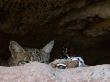 Two American Bobcats Peering Over Rock In Cave. Arizona, Usa by Philippe Clement Limited Edition Print
