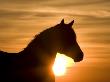 Silhouette Of Wild Horse Mustang Pinto Mare At Sunrise, Mccullough Peaks, Wyoming, Usa by Carol Walker Limited Edition Pricing Art Print