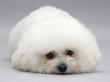 Bichon Frise Lying Down, Chin On Floor by Jane Burton Limited Edition Pricing Art Print