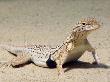 Yuman Desert Fringe-Toed Lizard Portrait. Arizona, Usa by Philippe Clement Limited Edition Pricing Art Print