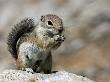 Harris Antelope Squirrel Feeding On Seed. Organ Pipe Cactus National Monument, Arizona, Usa by Philippe Clement Limited Edition Pricing Art Print