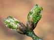 English Oak Tree Buds. Belgium by Philippe Clement Limited Edition Print