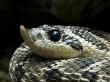 Western Hognose Snake Portrait. Arizona, Usa by Philippe Clement Limited Edition Print
