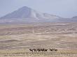 Herd Of Tibetan Wild Ass Roams The Chang Tang Nature Reserve In Central Tibet., December 2006 by George Chan Limited Edition Print