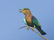 Indian Roller Calling, Bandhavgarh National Park, India 2007 by Tony Heald Limited Edition Pricing Art Print