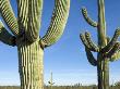 Saguaro Cactus, Organ Pipe Cactus National Monument, Arizona, Usa by Philippe Clement Limited Edition Print