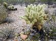 Teddybear Cholla, Organ Pipe National Monument, Arizona, Usa by Philippe Clement Limited Edition Print