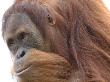Orang Utan, Young Male Aged 9 Years, Iucn Red List Of Endangered Species by Eric Baccega Limited Edition Print