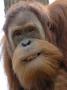 Orang Utan, Young Male Aged 9 Years, Smiling, Iucn Red List Of Endangered Species by Eric Baccega Limited Edition Print
