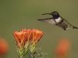 Black-Chinned Hummingbird Male In Flight Feeding On Claret Cup Cactus Hill Country, Texas, Usa by Rolf Nussbaumer Limited Edition Print