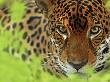 Jaguar Portrait, Costa Rica by Edwin Giesbers Limited Edition Print