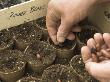 Sowing Runner Bean Seeds In Peat Pots In The Greenhouse, Norfolk, Uk by Gary Smith Limited Edition Print