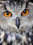 Eurasian Eagle-Owl Captive, France by Eric Baccega Limited Edition Print