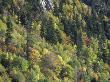 Autumnal Trees In D'aiguestortes National Park, Alta Ribagorca, Catalonia, Spanish Pyrenees by Inaki Relanzon Limited Edition Print