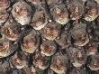 Close Up Of Colony Of Schreiber's Long Fingered Bat Roosting In Cave, France by Inaki Relanzon Limited Edition Print