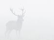 Red Deer Stag In Thick Fog, Dyrehaven, Denmark by Edwin Giesbers Limited Edition Print