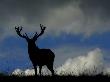 Silhouetted Red Deer Stag, Dyrehaven, Denmark by Edwin Giesbers Limited Edition Print