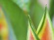 Close-Up Of Heliconia Flower, Costa Rica by Edwin Giesbers Limited Edition Print