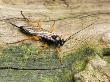 Ichneumen Wasp On Dead Log, Hertfordshire, England, Uk by Andy Sands Limited Edition Print