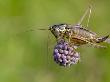 Roesel's Bush Cricket Short Winged Form On Devil's Bit Scabious, Hertfordshire, England by Andy Sands Limited Edition Print