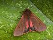 Ruby Tiger Moth Showing Underwing, Hertforshire, England, Uk by Andy Sands Limited Edition Print