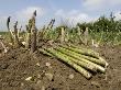 Freshly Cut Asparagus On Allotment, Norfolk, Uk by Gary Smith Limited Edition Pricing Art Print