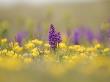 Southern Marsh Orchid And Birds Foot Trefoil Growing On Coastal Dune Slacks, Norfolk, Uk by Gary Smith Limited Edition Print
