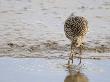 Curlew Washing Worm In Water, Norfolk Uk by Gary Smith Limited Edition Print