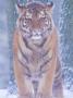 Siberian Tiger In Snow Storm by Edwin Giesbers Limited Edition Print