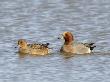 Wigeon Male And Female On Water, Norfolk, Uk by Gary Smith Limited Edition Print