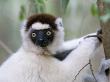 Verreaux's Sifaka Berenty Private Reserve, Southern Madagascar, Iucn Vulnerable Species by Mark Carwardine Limited Edition Pricing Art Print