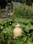 Rhubarb Patch With Terracotta Forcer, In Country Garden, Norfolk, July by Gary Smith Limited Edition Print