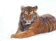 Siberian Tiger In Snow by Edwin Giesbers Limited Edition Print