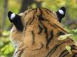 Markings On Siberian Amur Tiger Ears, Rescued From Poachers, Eutyos Wildlife Rehabilitation Centre by Mark Carwardine Limited Edition Print