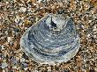 Common Oyster Shell On Beach, Normandy, France by Philippe Clement Limited Edition Print