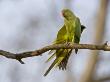 Rose Ringed Ring-Necked Parakeet Stretching Wing, Ranthambhore Np, Rajasthan, India by T.J. Rich Limited Edition Print