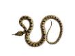 Juvenile Ladder Snake Alicante, Spain by Niall Benvie Limited Edition Print