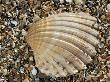 Prickly Cockle Shell On Beach, Mediterranean, France by Philippe Clement Limited Edition Print