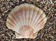Scallop Shell On Beach, Normandy, France by Philippe Clement Limited Edition Print