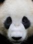 Head Portrait Of A Giant Panda Bifengxia Giant Panda Breeding And Conservation Center, China by Eric Baccega Limited Edition Print