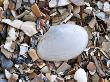 White Furrow Shell On Beach, Belgium by Philippe Clement Limited Edition Print