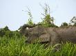 Bornean Pygmy Elephant Threshing Food, Sukau, Sabah, Borneo by Tony Heald Limited Edition Print