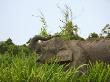 Bornean Pygmy Elephant Threshing Food, Sukau, Sabah, Borneo by Tony Heald Limited Edition Pricing Art Print