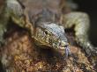 Asian Water Monitor Portrait With Tongue Exposed, Sukau, Sabah, Borneo by Tony Heald Limited Edition Print