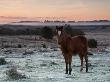 New Forest Pony Foal On Frosty Heathland, New Forest National Park, Hampshire, England by Adam Burton Limited Edition Print