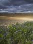 Stormy Afternoon Above A Recently Harvested Field Near Winchester, South Downs, Hampshire, England by Adam Burton Limited Edition Print