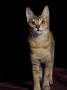 Ceylonese Cat by Adriano Bacchella Limited Edition Pricing Art Print